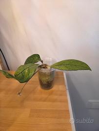 talea hoya crassipetiolata