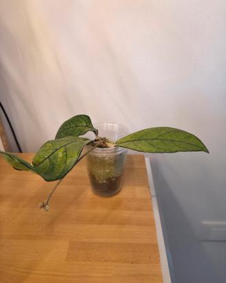 talea hoya crassipetiolata