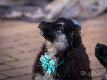 Cuccioli pastore tedesco due mesi