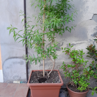 Pianta erba luisa /lippia