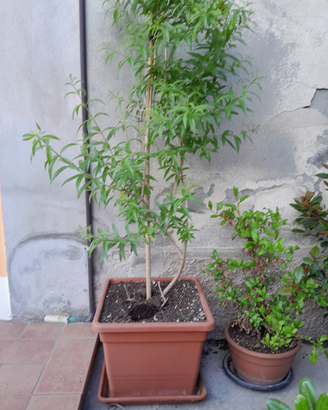 Pianta erba luisa /lippia