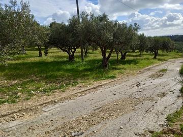 Uliveto in contrada Bordea