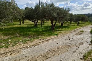 Uliveto in contrada Bordea