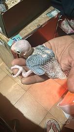 Pulli parrocchetto dal collare