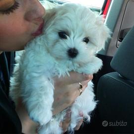 Cucciola Maltese Toy