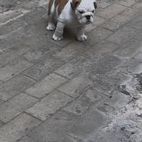 Cucciolo bulldog inglese