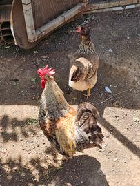 Coppia galline legbar