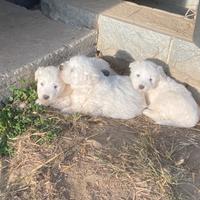 Cuccioli pastore maremmano