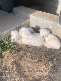 Cuccioli pastore maremmano