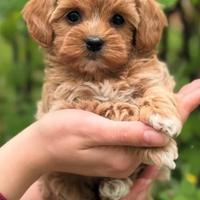 Maltipoo red o albicocca