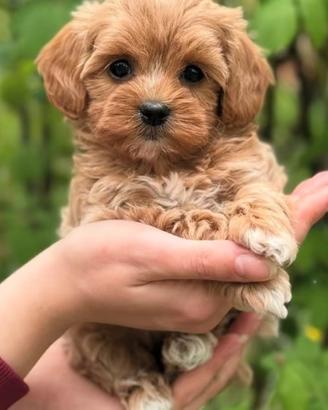 Maltipoo red o albicocca
