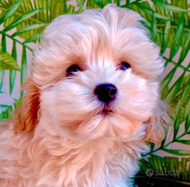 Maltipoo maschio
