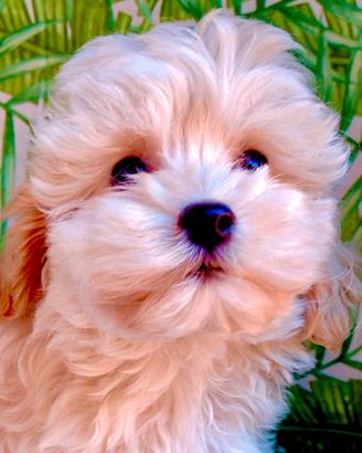 Maltipoo maschio