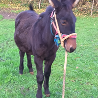 Mula maremmana per martina Franca