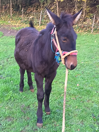 Mula maremmana per martina Franca