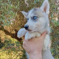 Cuccioli husky occhi azzurri