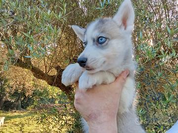 Cuccioli husky occhi azzurri