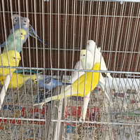 Disponibili Cocoriti