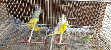 Disponibili Cocoriti