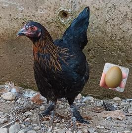 Olive egger (gallina)