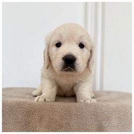 Cuccioli Golden Retriever Inglesi Disponibili