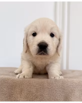 Cuccioli Golden Retriever Inglesi Disponibili