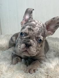 Bulldog francese