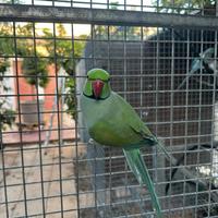 Coppia Pappagalli parrocchetto dal collare