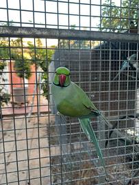 Coppia Pappagalli parrocchetto dal collare