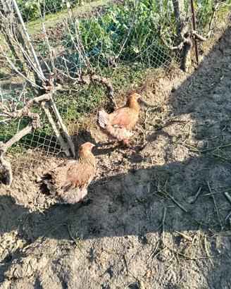 Galline brahama
