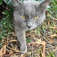 Gatto simil certosino sterilizzato