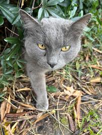 Gatto simil certosino sterilizzato