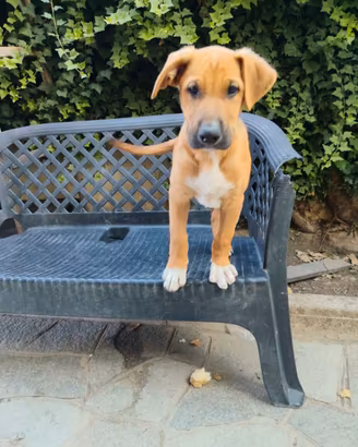 Cuccioli bandog pastore tedesco/ amstaff