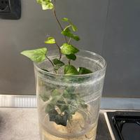 Edera pianta rampicante