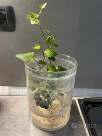 Edera pianta rampicante