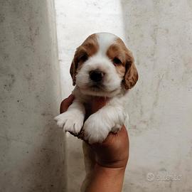 Cocker spaniel inglese