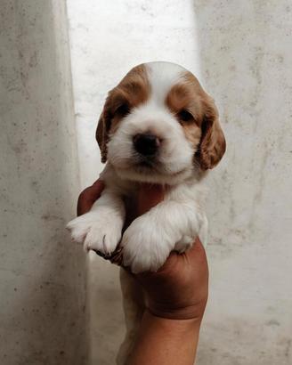 Cocker spaniel inglese