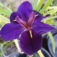 iris per laghetto black gamecock
