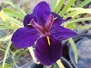 iris per laghetto black gamecock