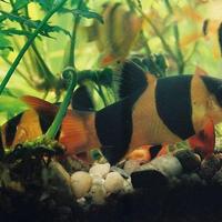 Labeo - botia - gyrinocheilus - garra - pangio