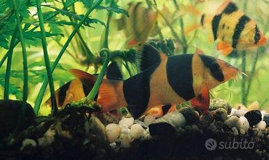 Labeo - botia - gyrinocheilus - garra - pangio