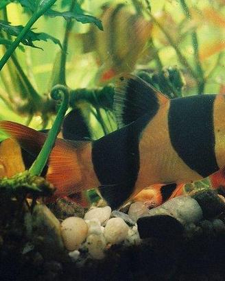 Labeo - botia - gyrinocheilus - garra - pangio