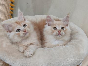 Maine coon cuccioli