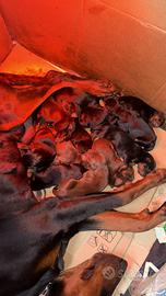 Cuccioli di dobermann