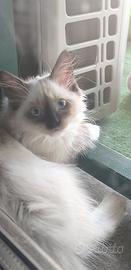 Gatti Siberiani disponibili solo maschi 550 euro
