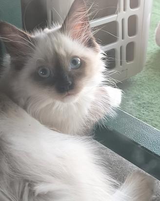 Gatti Siberiani disponibili solo maschi 550 euro