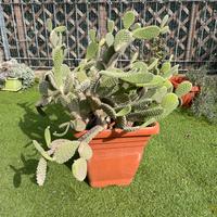 PIANTA GRASSA