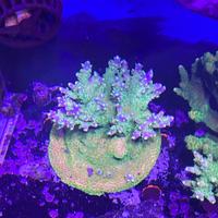 Acropora Acquario Marino