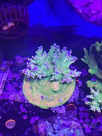 Coralli Acropora Acquario Marino