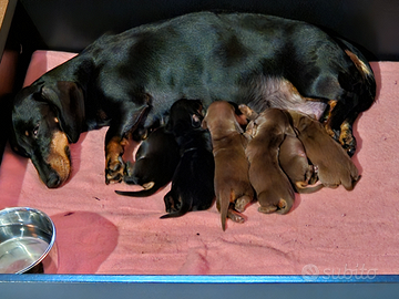 Cuccioli bassotto nano